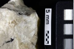 Foto (Detailansicht) von Pithonoton marginatum (von Meyer, 1842) (NHMW-GEO-1990-0041-0019)